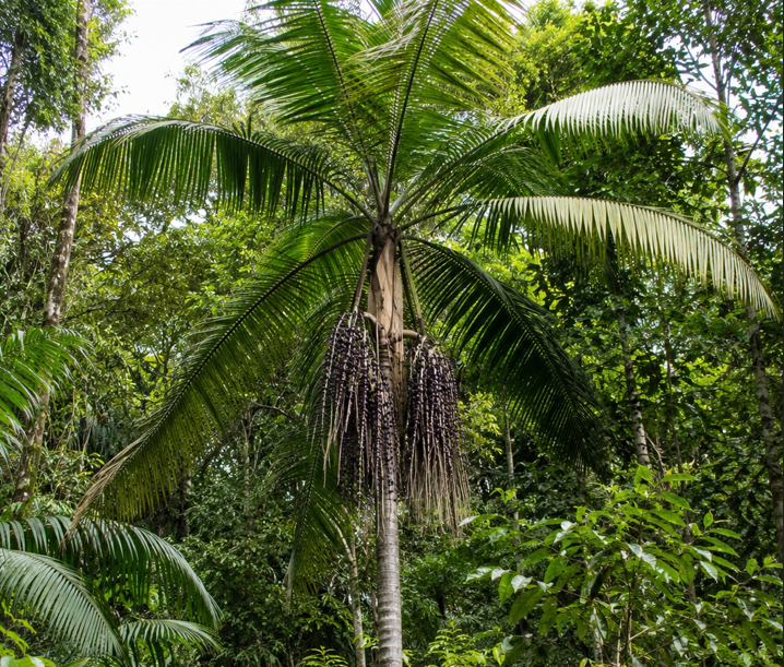 Açaí floodplain restoration project