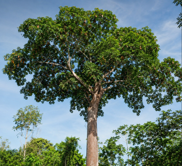 Mahogany seedling and restoration planting