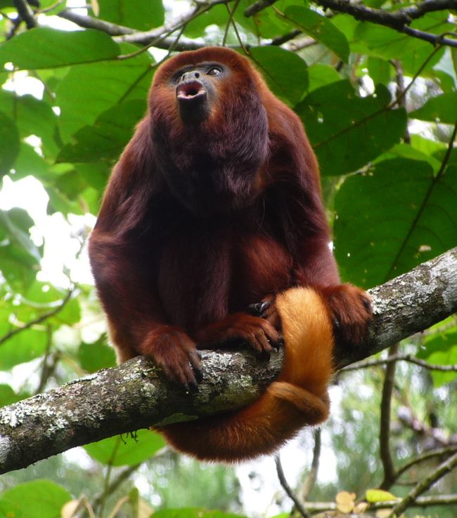 Amazon rainforest canopy and dense jungle growth