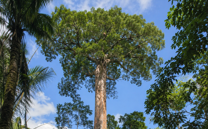 Brazil nut restoration project