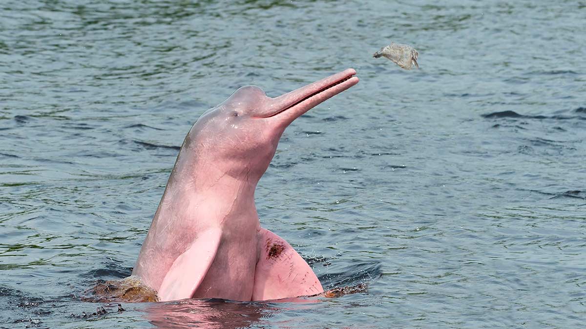 Pink river dolphin in Amazon waters
