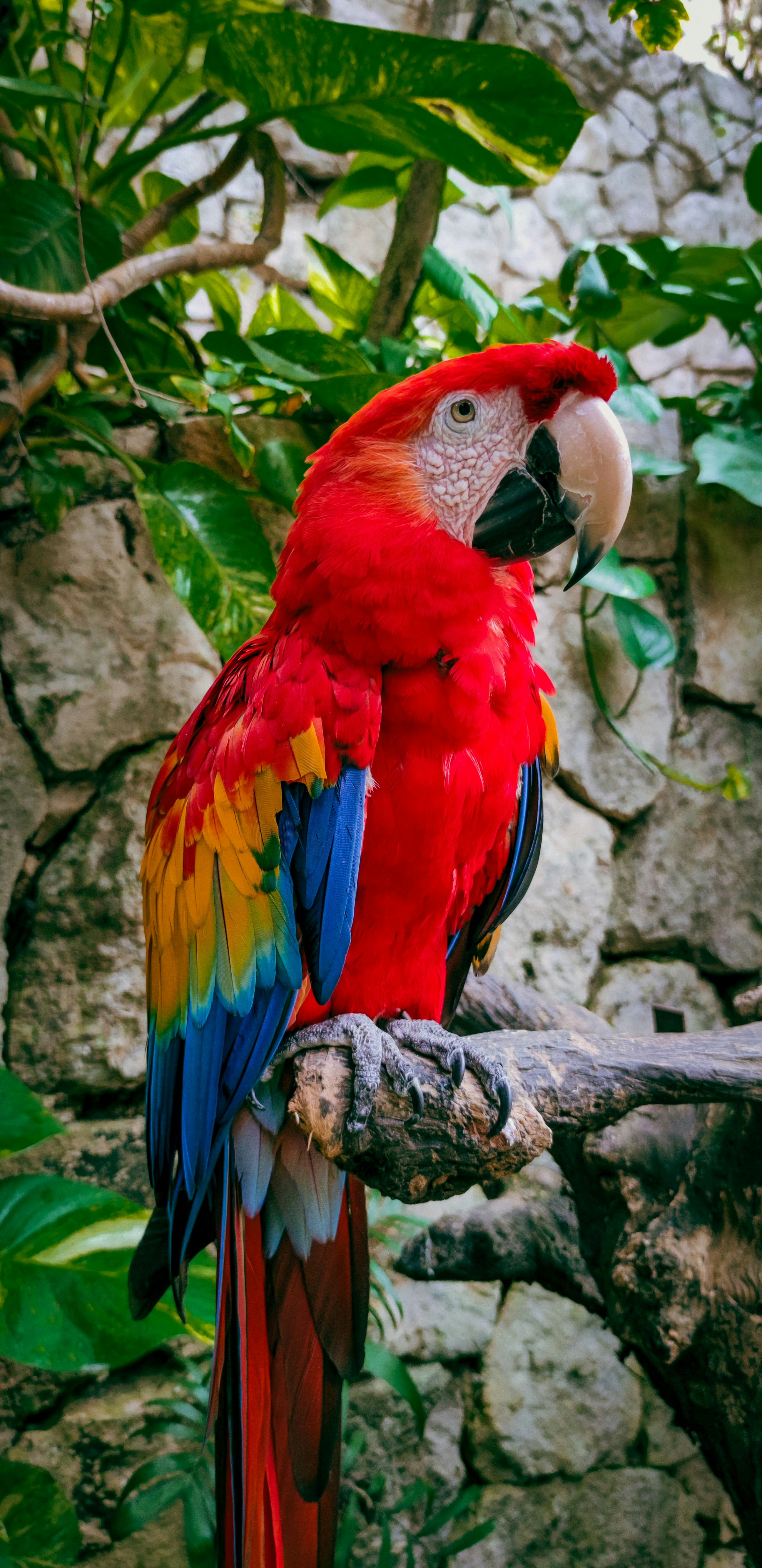 Scarlet macaw in the rainforest canopy