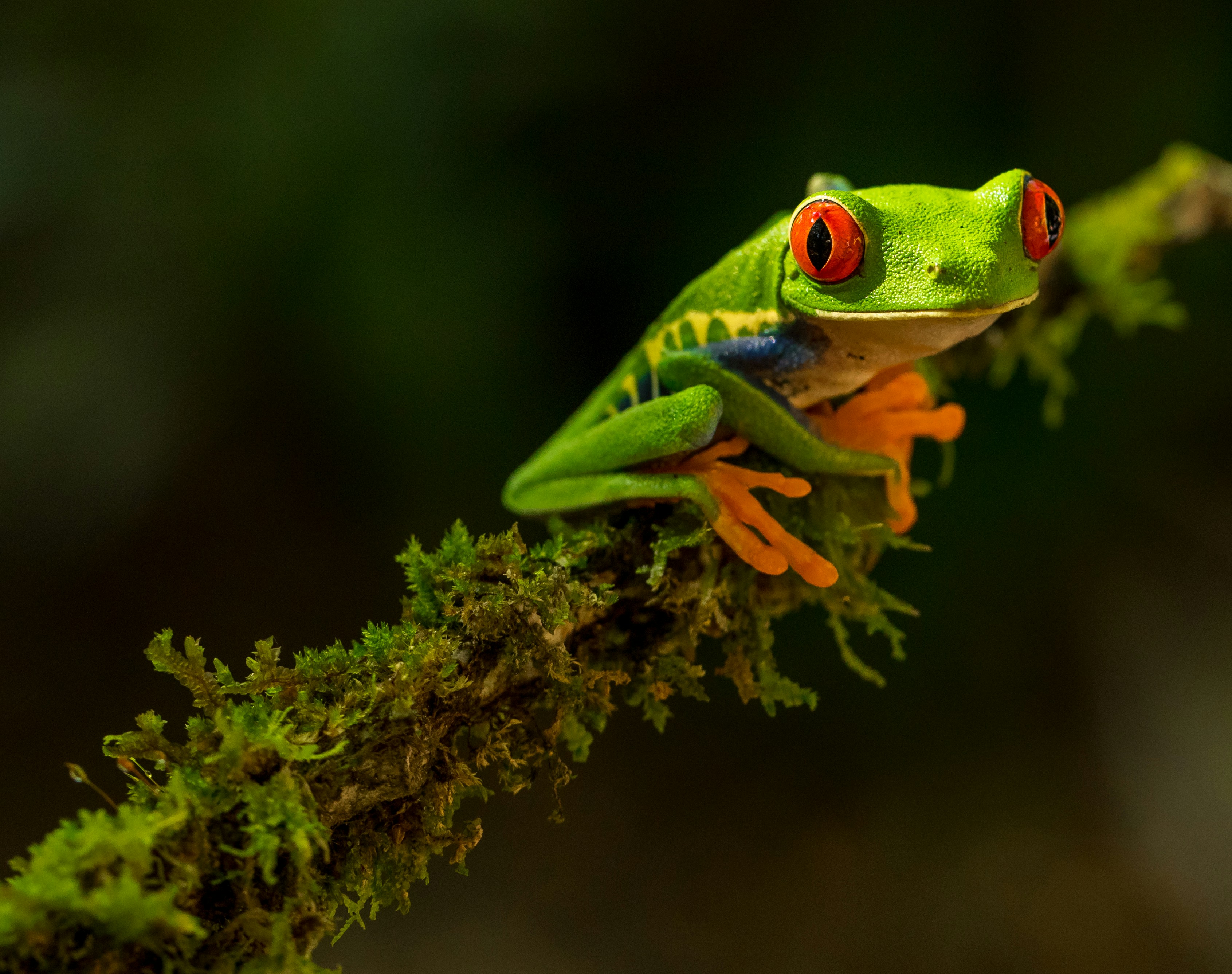 Rainforest tree frog resting on a leaf