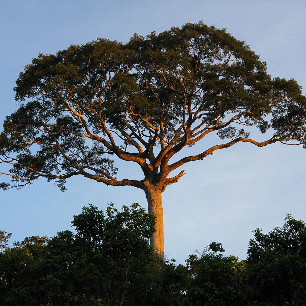 Tall kapok tree in the Amazon rainforest